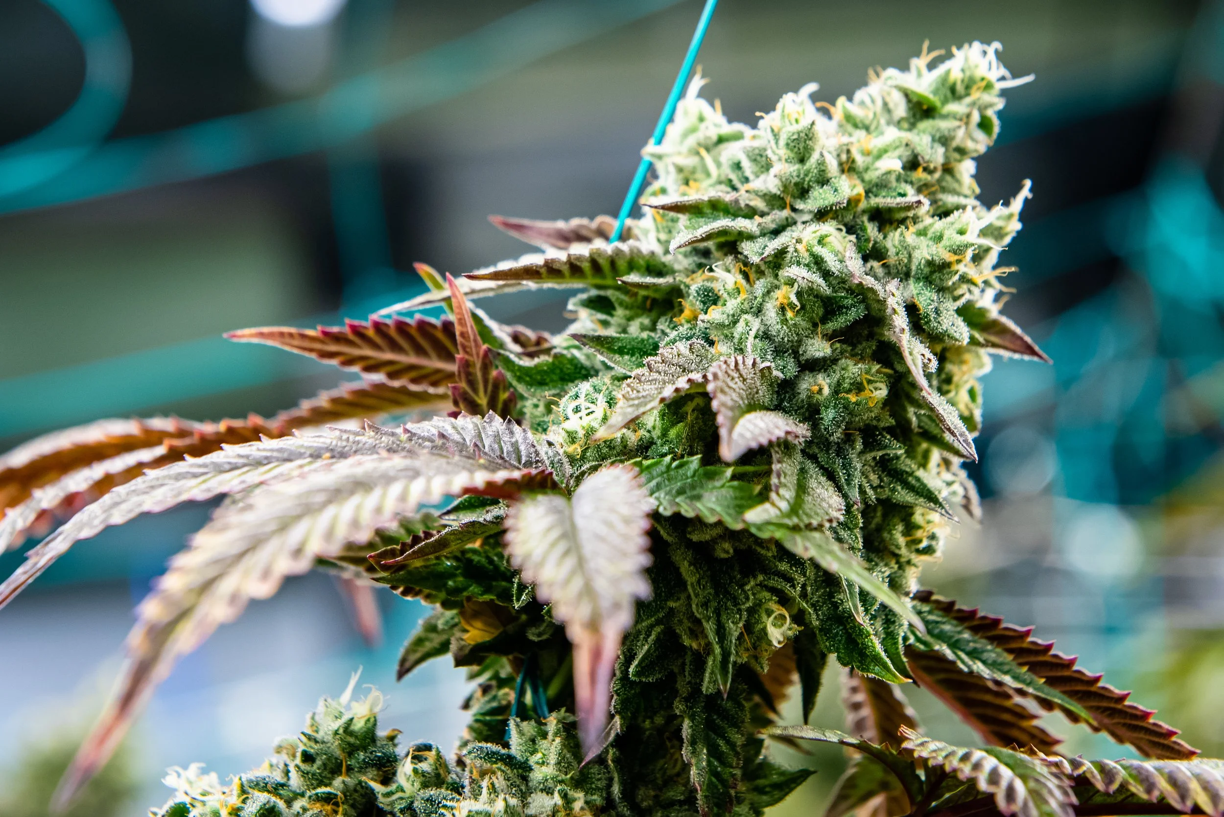 Cream Soda — Heavyweight Heads